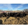 Image 1 : WA Ranches (University of Calgary) - 617# March Delivery Steers - 67 Head (Cochrane, AB)