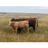 Image 2 : Blaine & Sue Hudec - 615# November Delivery Steer Calves - 80 Head (Jenner, AB)