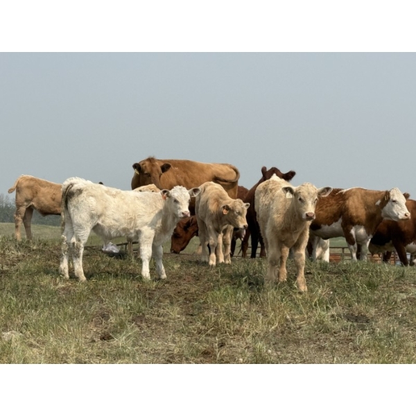 Dick Lawrence - 660# November Delivery Steer Calves - 95 Head (Pine Lake, AB)