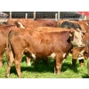 Image 5 : 43 Ranch Ltd. - 940# August Delivery Grass Steers - 130 Head (Sundre, AB)