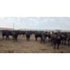 Image 3 : Ripple Rock Ranch - 965# July Delivery Heifers - 210 Head (Fincastle, AB)