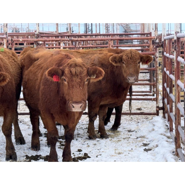 Black Diamond Land & Cattle - 4 Middle-Aged to Mature Cows (Pen 400N)