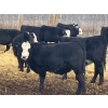Image 8 : Jarokosky Farms - 900# March Delivery Steers - 138 Head (Lethbridge, AB)