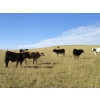 Image 6 : Vern Campbell - 850# Oct/Nov Grass Steers - 72 Head (North Battleford, SK)