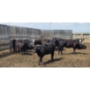 Image 3 : Cattlewood Farms Ltd. - 740# June Delivery Heifers - 145 Head (Fincastle, AB)