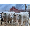 Image 3 : GW Murray Ranches - 540# Dec/Jan Delivery Weaned Steers - 85 Head (Tilley, AB)