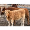 Image 2 : Andrew Lester - 550# November Delivery Heifer Calves - 50 head (Rolling Hills, AB)