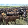 Image 4 : Franklin Cattle Co. - 575# December Delivery Weaned Heifers - 200 Head (Grenfell, SK)
