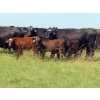 Image 2 : Calvin Rydzik - 625# November Delivery Steer Calves - 100 Head (Glenavon, SK)