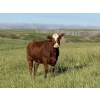 Image 3 : Church Hill Land & Cattle - 15 Red Simm/Angus April/May Calving Bred Heifers (Coderre, SK)