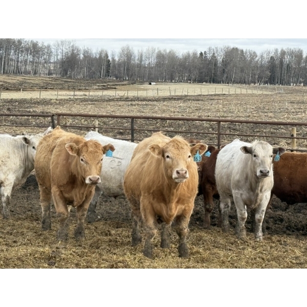 Jason & Kevin Szymanek - 920# April/May Delivery Steers - 136 Head (Stauffer, AB)