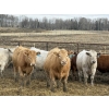 Image 1 : Jason & Kevin Szymanek - 920# April/May Delivery Steers - 136 Head (Stauffer, AB)