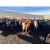 Image 3 : Brian Perillat - 760# March Delivery Steers - 70 Head (Olds, AB)