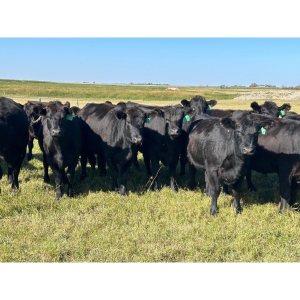 Jay Be Acres Ltd. - 930# October Delivery Grass Heifers - 65 Head (Deloraine, MB)