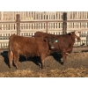 Image 7 : X Bar X Cattle Co. Ltd. - 948# April Delivery Steers - 65 Head (Lomond, AB)