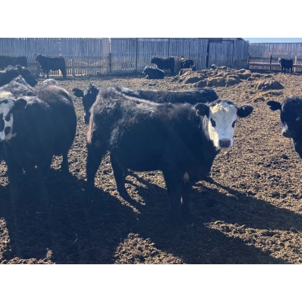 Jarokosky Farms - 800# March/April Delivery Heifers - 25 Head (Lethbridge, AB)