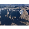 Image 1 : Jarokosky Farms - 800# March/April Delivery Heifers - 25 Head (Lethbridge, AB)