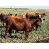 Image 14 : Jones Hereford Ranch - 690# October Delivery Steer Calves - 82 Head (Balzac, AB)