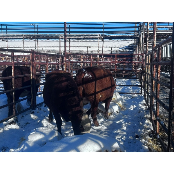 Crooked Creek Ranch - 2 Young Cows (Pen 425)