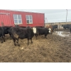 Image 5 : Lake Thelma Farms - 75 Angus X Replacement Heifers (Coronation, AB)
