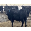 Image 10 : Hawk Ranching - 970# March Delivery Steers - 65 Head (Parkland, AB)
