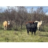 Image 6 : Hines Ranching Co. Ltd. - 1030# October Delivery Grass Steers - 120 Head (Paradise Hill, SK)