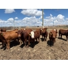 Image 3 : Rick Matz - 20 November Delivery Red Angus X Bred Heifers (Strathmore, AB)