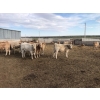 Image 2 : Two River Ranch - 900# February Delivery Weaned Heifers - 210 Head (Monarch, AB)