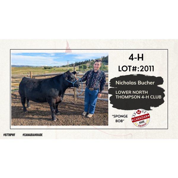 4-H Beef - Nicholas Bucher - Sponge Bob - Lower North Thompson 4-H Club