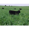 Image 5 : Cluny Colony - 640# October Delivery Steer Calves - 70 Head (Cluny, AB)