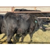 Image 3 : Lazy J Cattle Co. - 11 Second Calvers (Pen 420A)