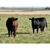 Image 10 : Valley View Ranch - 925# October Grass Heifers - 66 Head (Strathmore, AB)