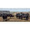 Image 2 : Cattlewood Farms Ltd. - 740# June Delivery Heifers - 145 Head (Fincastle, AB)