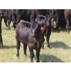 Image 8 : Blooming Enterprises Ltd. - 565# October Delivery Heifer Calves - 65 Head (Gladmar, SK)