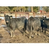 Image 5 : Baintree Angus - 29 Open Cows (Sundre, AB)