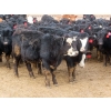 Image 9 : Little Rainbow Ranch - 690# March Delivery Steers - 176 Head (Moosomin, SK)