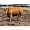 Image 3 : Birch Island Land & Cattle - 1075# July Delivery Heifers - 57 Head (Rhein, SK)