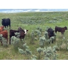Image 5 : Dot Bar Dot Ranch - 575# November Delivery Steer Calves - 100 Head (Fox Valley, SK)