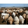 Image 3 : Poelman Farms - 975# June Delivery Steers - 111 Head (Granum, AB)