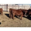 Image 9 : Sam McKinnon - 10 Red Heifers (Pen 521 - 525)