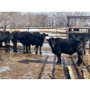 Image 5 : Wade Fewings - 880# March/April Delivery Steers - 68 Head (Pierson, MB) VBP+