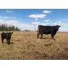Image 5 : P&B Van Schothorst - 30 Black/BBF 1st Calf Heifer Pairs (Blackie, AB)
