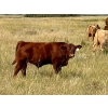 Image 16 : Kokay Farms Ltd. - 685# November Delivery Steer Calves - 120 Head (Rosemary, AB)