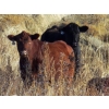 Image 2 : Jeff & Bonnie Resch - 875# November Grass Heifers - 70 Head (Leader, SK)
