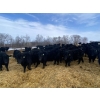 Image 1 : Lane Valley Farms - 700# March Delivery Steers - 87 Head (Birtle, MB)