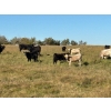 Image 2 : George Ranching - 600# November Delivery Steer Calves - 100 Head (Marwayne, AB)