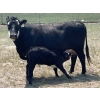 Image 23 : McLeod Cattle Co. - 580# October Delivery Steer Calves - 95 Head (Claydon, SK) VBP+