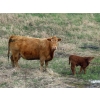 Image 5 : Lamb Cattle Company - 500# October Delivery Steer Calves - 245 Head (Hanley, SK)