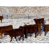 Image 8 : CL Ranches Ltd. - 525# December Weaned Steers - 80 Head (Cochrane, AB) VBP+