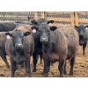 Image 4 : PSV Farms Ltd. - 880# May Delivery Heifers - 32 Head (Enchant, AB)